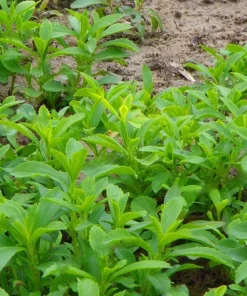 Stevia Live Plant - Pack of 3 Starter Plants - Sweetener Herb - Image 3