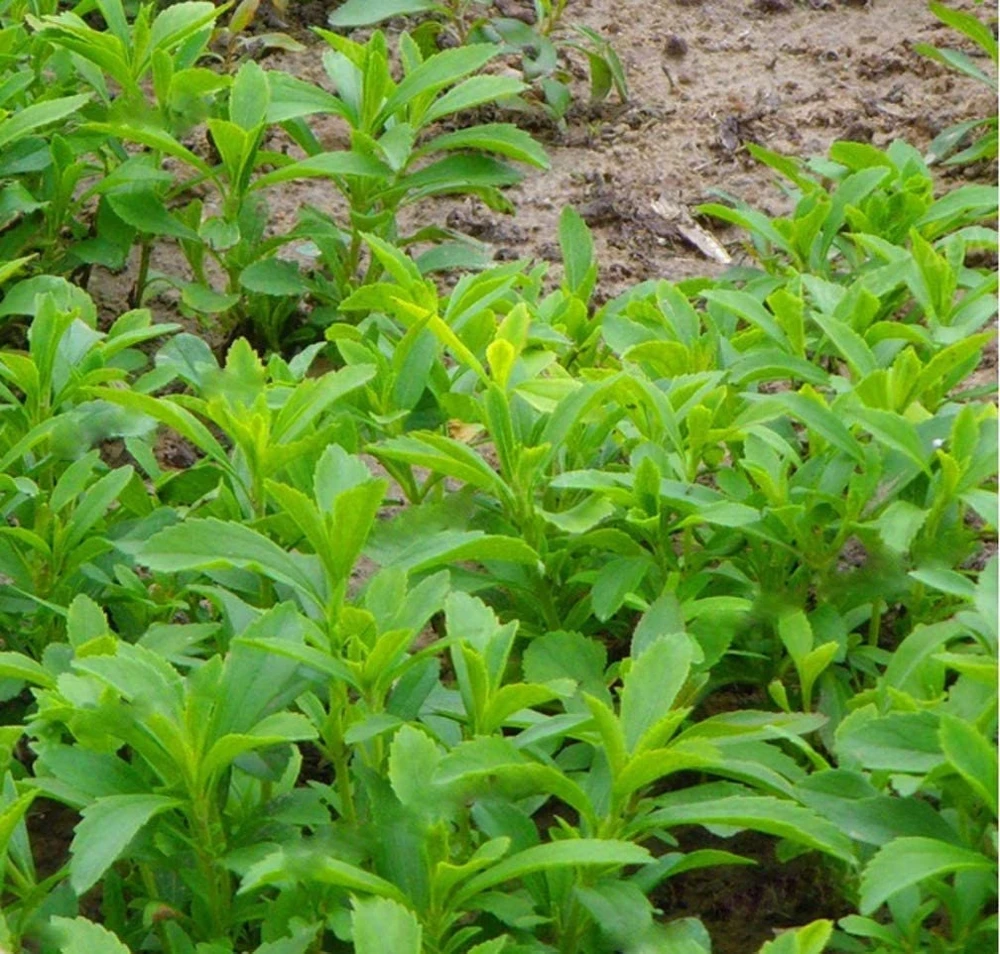 Stevia Live Plant - Pack of 3 Starter Plants - Sweetener Herb - Image 3