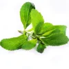 Stevia Live Plant - Pack of 3 Starter Plants - Sweetener Herb - Image 1