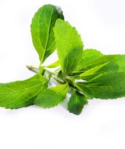 Stevia Live Plant - Pack of 3 Starter Plants - Sweetener Herb - Image 1