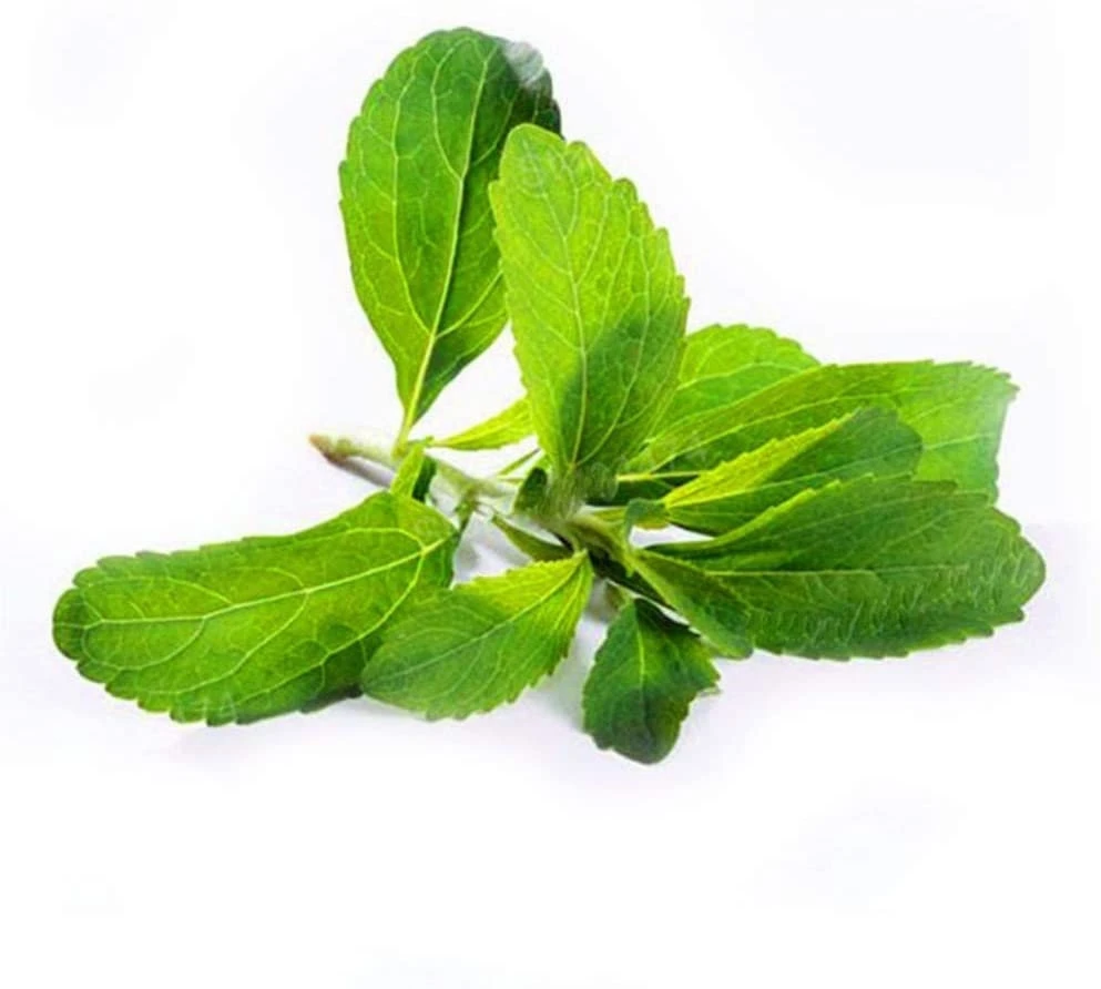Stevia Live Plant - Pack of 3 Starter Plants - Sweetener Herb - Image 1