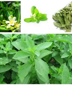 Stevia Live Plant - Pack of 3 Starter Plants - Sweetener Herb - Image 4
