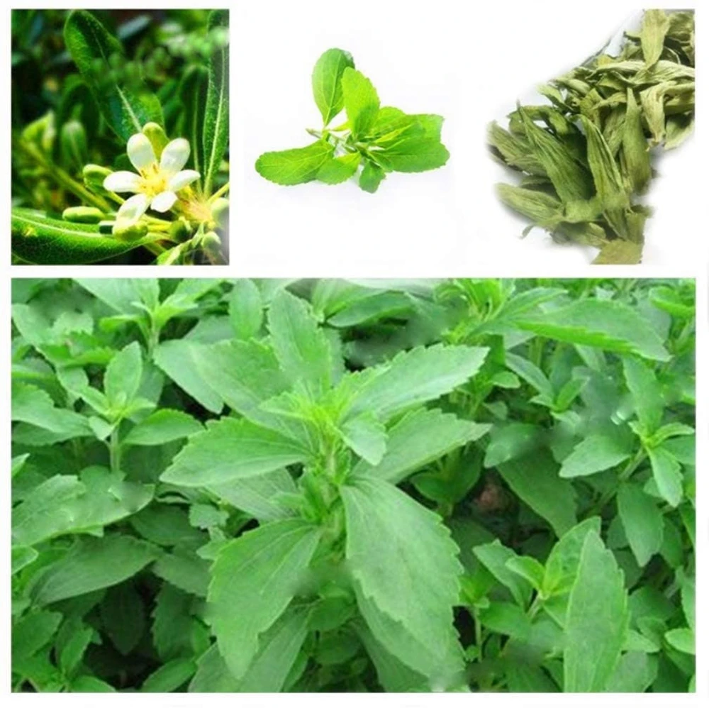Stevia Live Plant - Pack of 3 Starter Plants - Sweetener Herb - Image 4