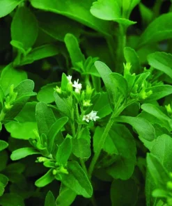Stevia Live Plant - Pack of 3 Starter Plants - Sweetener Herb - Image 5