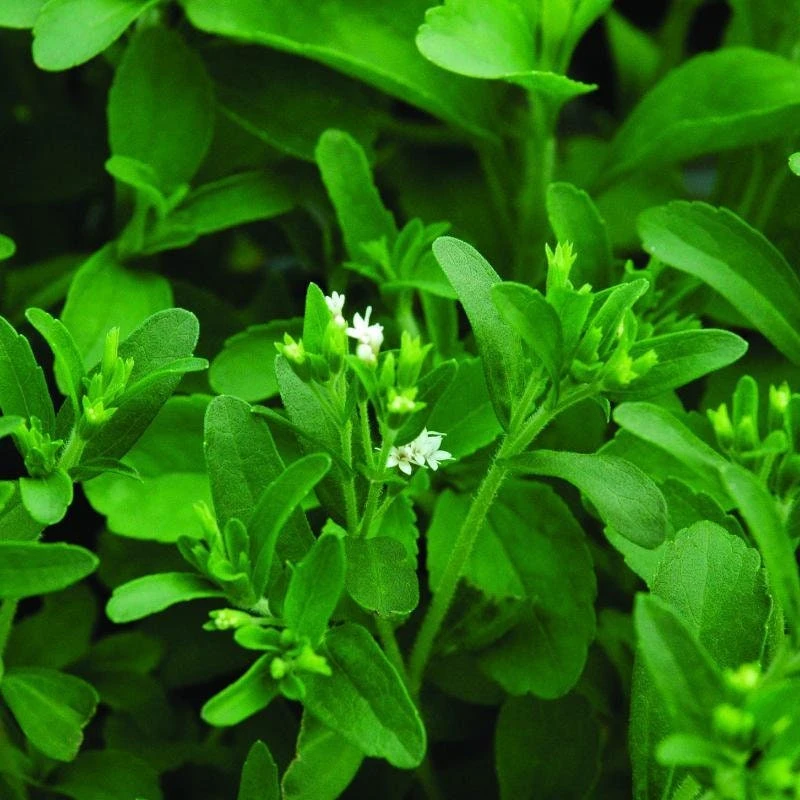 Stevia Live Plant - Pack of 3 Starter Plants - Sweetener Herb - Image 5