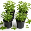 Stevia Live Plants 4-Pack, 4-6 Inches Tall, Rooted Herb Plants for Garden & Patio - Image 1