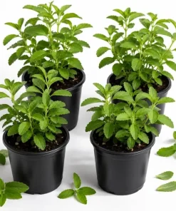 Stevia Live Plants 4-Pack, 4-6 Inches Tall, Rooted Herb Plants for Garden & Patio - Image 1