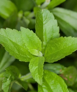 Stevia Live Plants 4-Pack, 4-6 Inches Tall, Rooted Herb Plants for Garden & Patio - Image 2