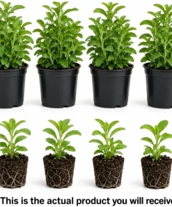 Stevia Live Plants 4-Pack, 4-6 Inches Tall, Rooted Herb Plants for Garden & Patio - Image 3