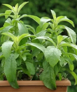 Stevia Live Plants 4-Pack, 4-6 Inches Tall, Rooted Herb Plants for Garden & Patio - Image 6