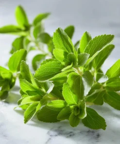 Stevia Sugar Leaf Seeds - 50 Heirloom Natural Sweetener Plant Seeds - Image 2