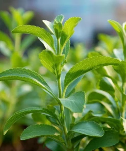 Stevia Sugar Leaf Seeds - 50 Heirloom Natural Sweetener Plant Seeds - Image 3