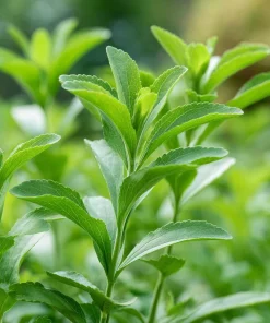 Stevia Sugar Leaf Seeds - 50 Heirloom Natural Sweetener Plant Seeds - Image 4