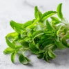 Stevia Sugar Leaf Seeds - 50 Heirloom Natural Sweetener Plant Seeds - Image 1