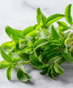 Stevia Sugar Leaf Seeds - 50 Heirloom Natural Sweetener Plant Seeds - Image 1