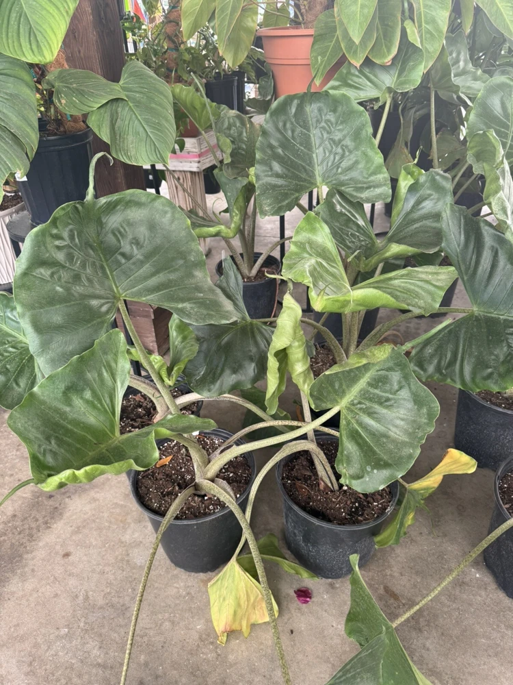 Stingray Alocasia Live Plant – Exotic Potted Indoor Houseplant - Image 2