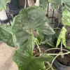 Stingray Alocasia Live Plant – Exotic Potted Indoor Houseplant - Image 1