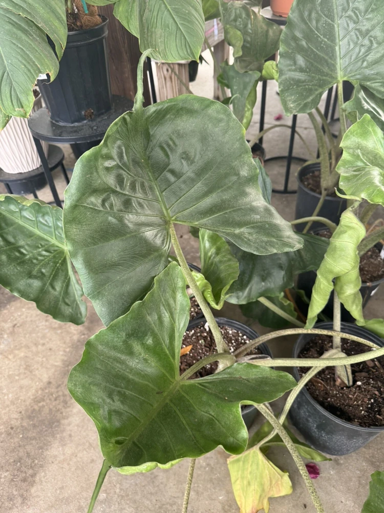 Stingray Alocasia Live Plant – Exotic Potted Indoor Houseplant - Image 1