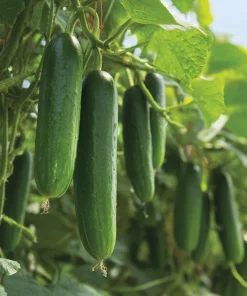 Straight Eight Cucumber Seeds - 50 Seed Pack for Garden & Containers - Image 4