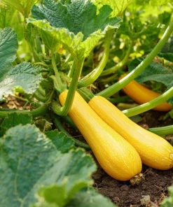 Straightneck Summer Squash Seeds - Heirloom Vegetable Seeds - 50 Count - Image 3