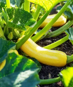 Straightneck Summer Squash Seeds - Heirloom Vegetable Seeds - 50 Count - Image 4