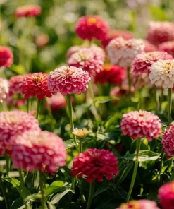 Strawberries and Cream Zinnia Seeds - 100 Count, Bi-Color Flowers - Image 3