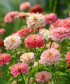 Strawberries and Cream Zinnia Seeds - 100 Count, Bi-Color Flowers - Image 1