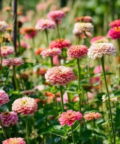 Strawberries and Cream Zinnia Seeds - 100 Count, Bi-Color Flowers - Image 4