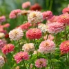 Strawberries & Cream Zinnia Seeds - Bi-Color Blooms, 100 Seeds for Garden - Image 1