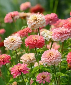 Strawberries & Cream Zinnia Seeds - Bi-Color Blooms, 100 Seeds for Garden - Image 1