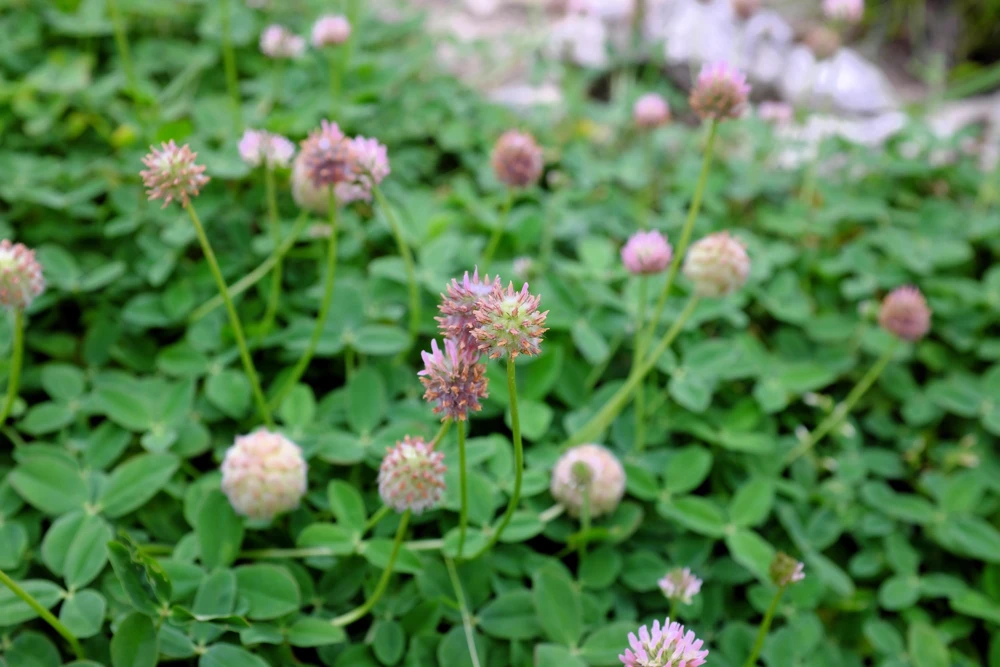 Strawberry Clover Seeds - Palestine Trifolium Fragiferum Pink Flower - 300 Seeds - Image 2
