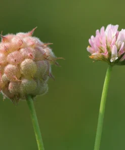 Strawberry Clover Seeds - Palestine Trifolium Fragiferum Pink Flower - 300 Seeds - Image 1
