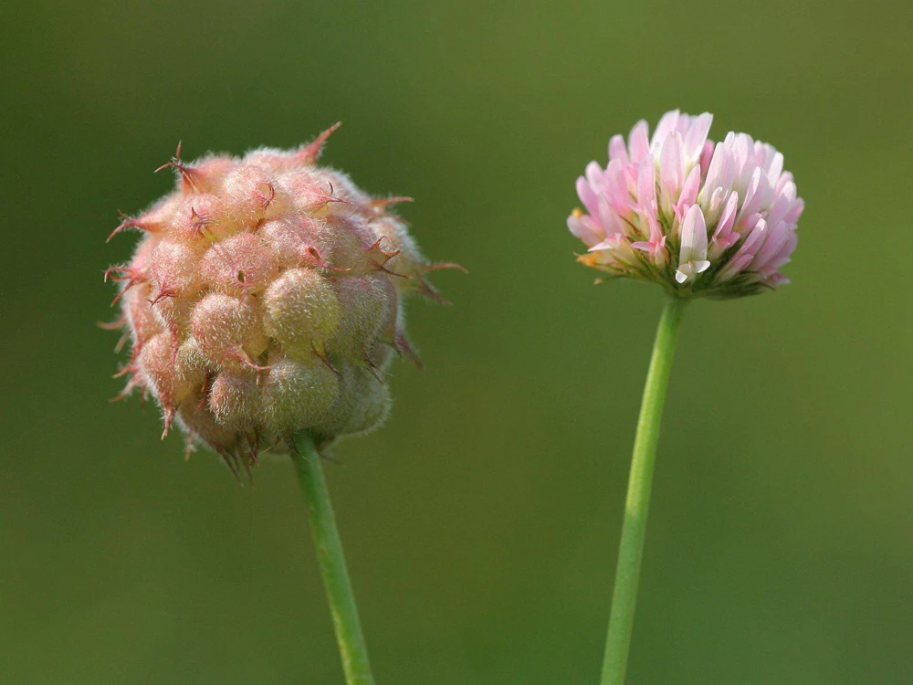 Strawberry Clover Seeds - Palestine Trifolium Fragiferum Pink Flower - 300 Seeds - Image 1