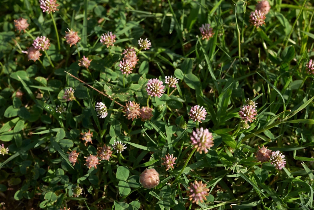 Strawberry Clover Seeds - Palestine Trifolium Fragiferum Pink Flower - 300 Seeds - Image 3