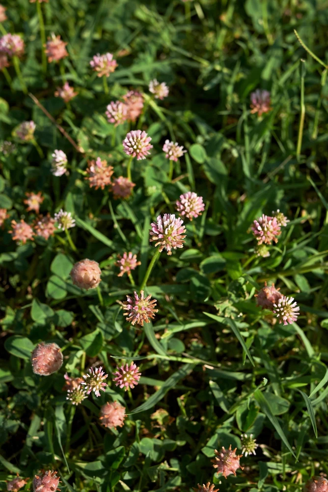 Strawberry Clover Seeds - Palestine Trifolium Fragiferum Pink Flower - 300 Seeds - Image 5