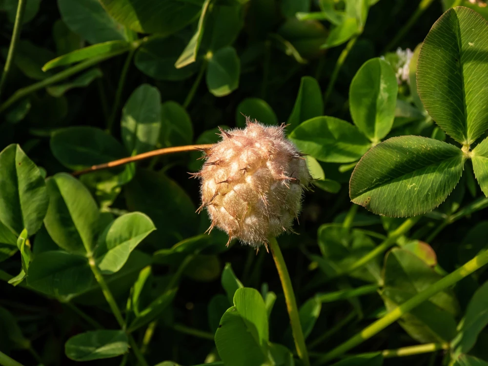 Strawberry Clover Seeds - Palestine Trifolium Fragiferum Pink Flower - 300 Seeds - Image 6