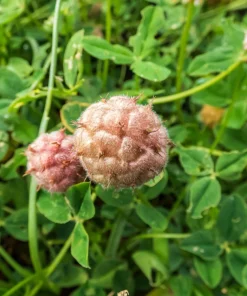 Strawberry Clover Seeds - Palestine Trifolium Fragiferum Pink Flower - 300 Seeds - Image 7