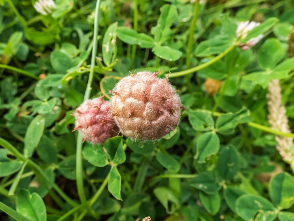 Strawberry Clover Seeds - Palestine Trifolium Fragiferum Pink Flower - 300 Seeds - Image 7
