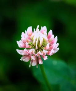 Strawberry Clover Seeds - Palestine Trifolium Fragiferum Pink Flower - 300 Seeds - Image 8