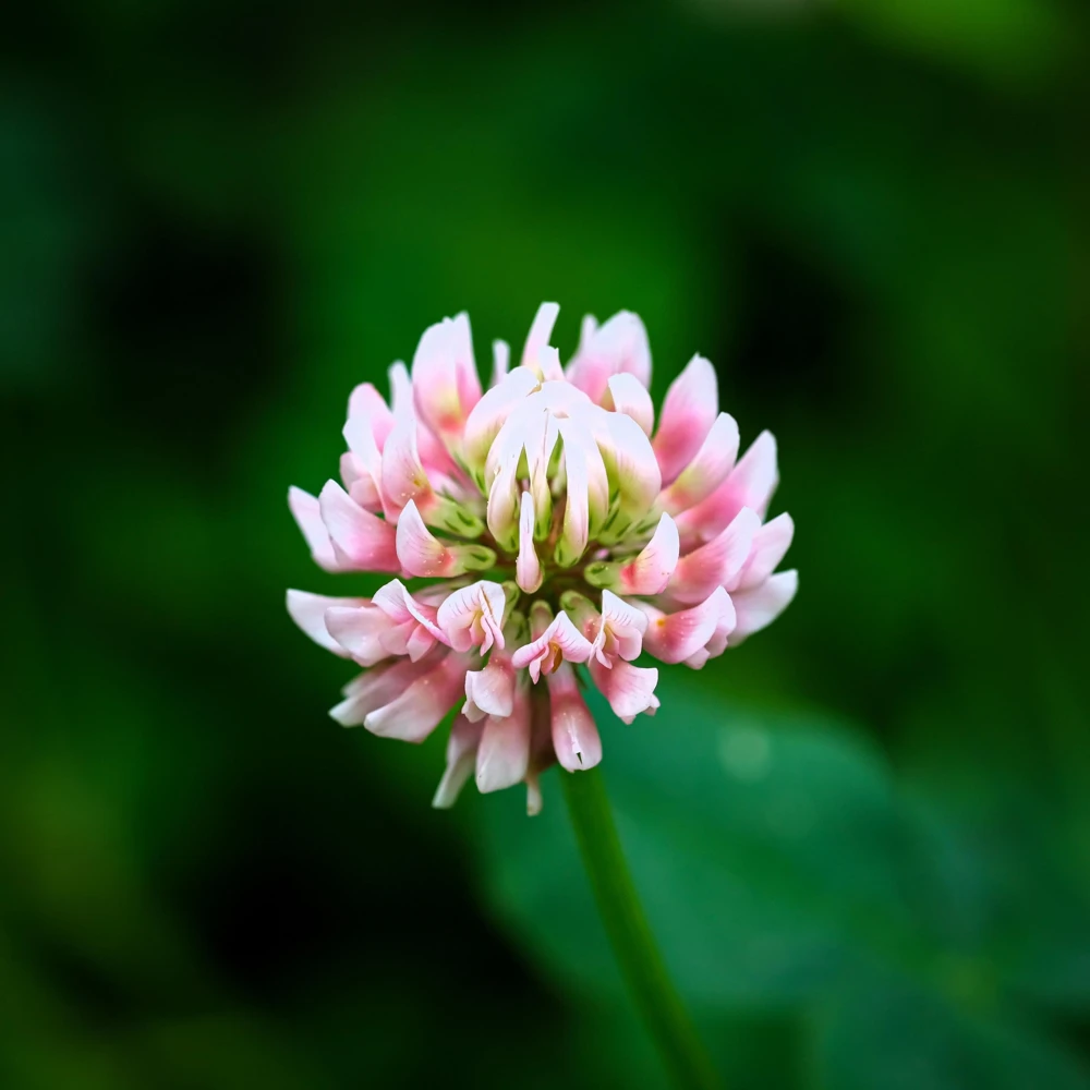 Strawberry Clover Seeds - Palestine Trifolium Fragiferum Pink Flower - 300 Seeds - Image 8