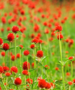 Strawberry Fields Gomphrena Seeds - 50 Count - Scarlet Red Globe Amaranth Flowers - Image 2