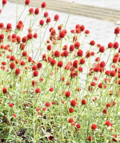 Strawberry Fields Gomphrena Seeds - 50 Count - Scarlet Red Globe Amaranth Flowers - Image 3
