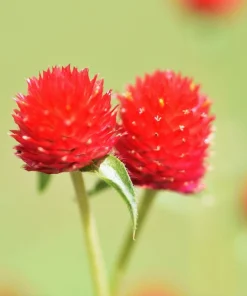 Strawberry Fields Gomphrena Seeds - 50 Count - Scarlet Red Globe Amaranth Flowers - Image 4