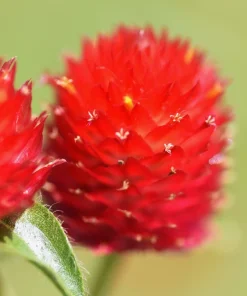 Strawberry Fields Gomphrena Seeds - 50 Count - Scarlet Red Globe Amaranth Flowers - Image 5