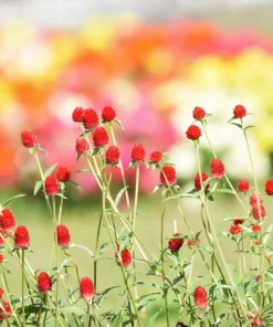 Strawberry Fields Gomphrena Seeds - 50 Count - Scarlet Red Globe Amaranth Flowers - Image 6