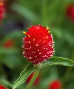 Strawberry Fields Gomphrena Seeds - 50 Count - Scarlet Red Globe Amaranth Flowers - Image 7