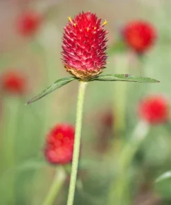 Strawberry Fields Gomphrena Seeds - 50 Count - Scarlet Red Globe Amaranth Flowers - Image 8