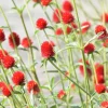 Strawberry Fields Gomphrena Seeds - 50 Count - Scarlet Red Globe Amaranth Flowers - Image 1