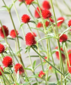 Strawberry Fields Gomphrena Seeds - 50 Count - Scarlet Red Globe Amaranth Flowers - Image 1