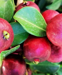 Strawberry Guava Live Plant 4-6 Inch Tall - Red Sweet Guava Tree Outdoor - Image 2